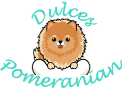 Dulces Pomeranian Costa Rica